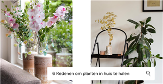 83514_6-redenen-om-planten-in-huis-te-halen-Brockhoff.png